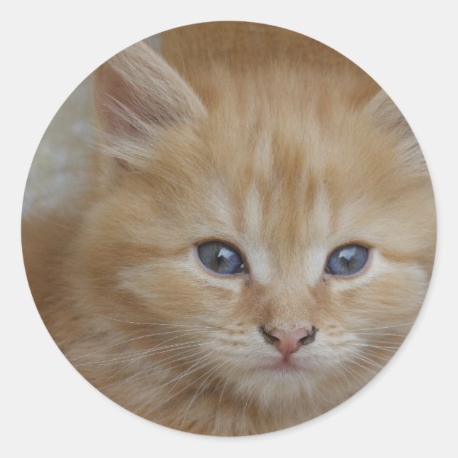 Tabby Tomcat Kitten Classic Round Sticker (Front)