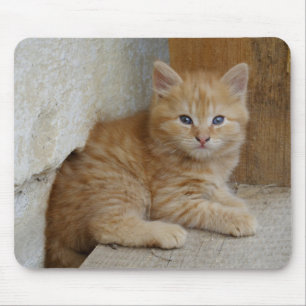 Tabby Tomcat Kitten Mouse Pad
