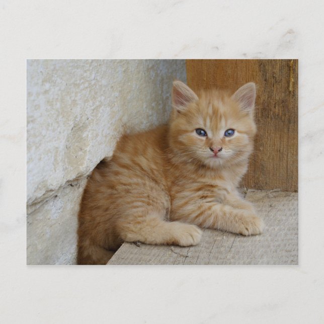 Tabby Tomcat Kitten Postcard (Front)