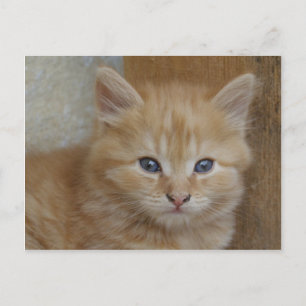 Tabby Tomcat Kitten Postcard
