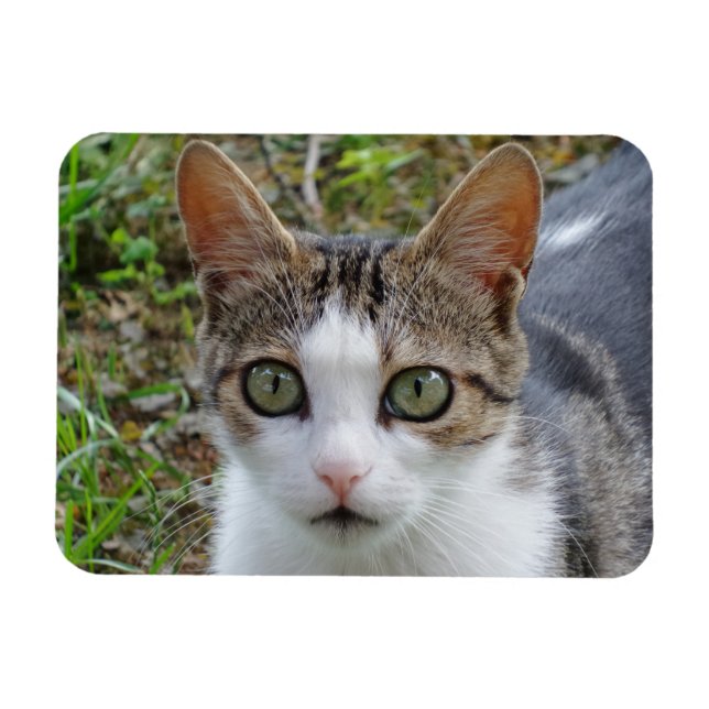 Tabby/White Cat 3"x4" Magnet (Horizontal)