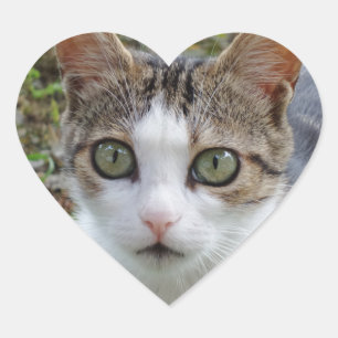 Tabby/White Cat Heart Sticker