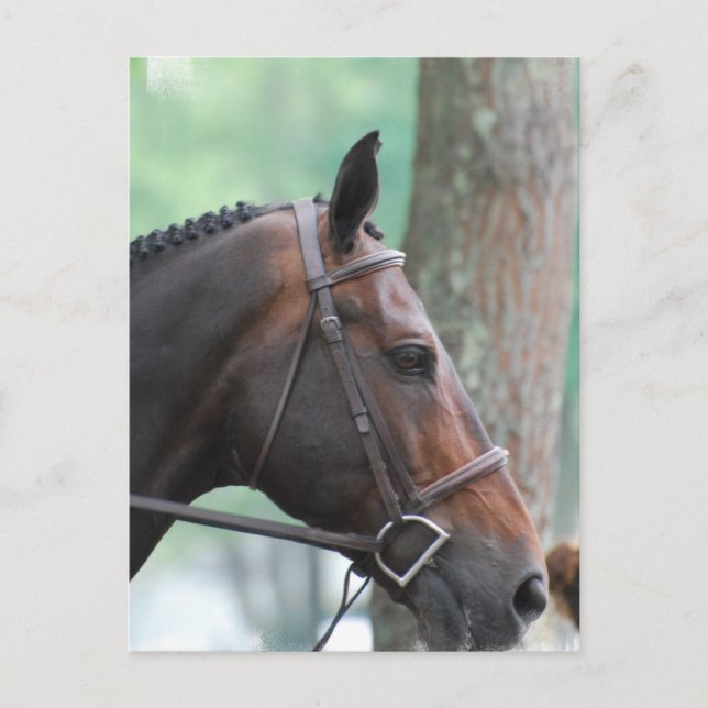 Tacked Dark Bay Horse Postcard (Front)