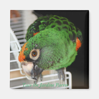 Taco the Jardine Parrot Magnet