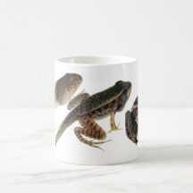 Tadpole to Frog: Three stages of development.