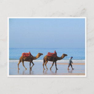 taghzout camels postcard