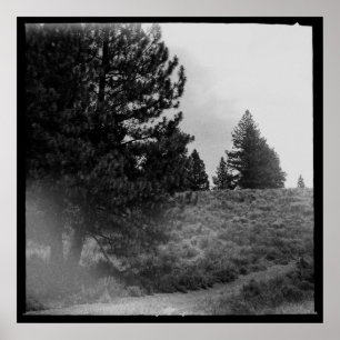 Tahoe National Forest Scene Poster