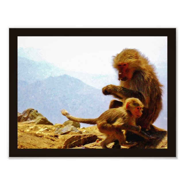 Taif Baboons Photo Print (Front)