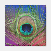 Tail feather of a peacock