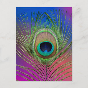 Tail feather of a peacock postcard