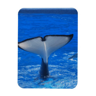 Tail of a Whale Premium Magnet