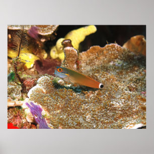 Tail Spot Blenny of Raja Ampat Poster