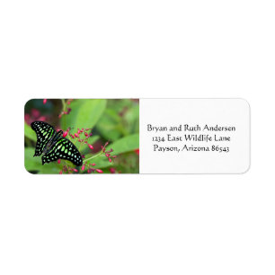 Tailed Jay Butterfly