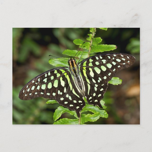 Tailed Jay butterfly Postcard (Front)