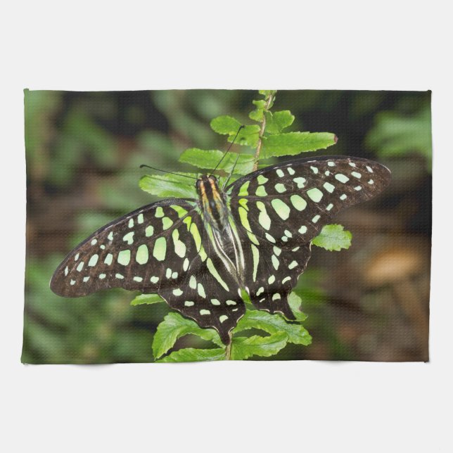 Tailed Jay butterfly Tea Towel (Horizontal)