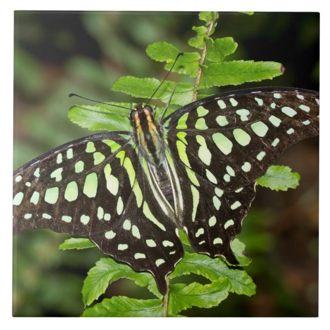 Tailed Jay butterfly Tile (Front)