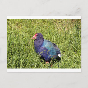 Takahe, endangered native New Zealand bird Postcard