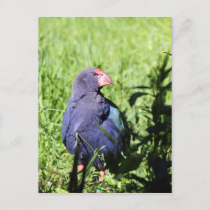 Takahe, endangered native New Zealand bird Postcard