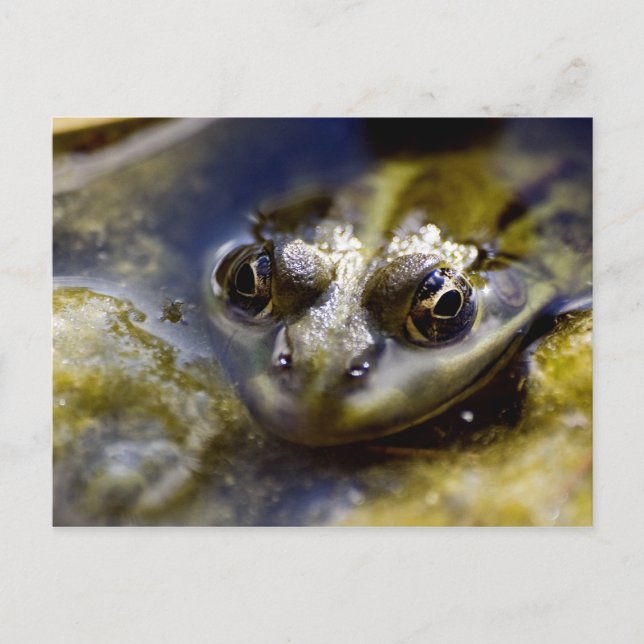 Take a Look Postcard (Front)