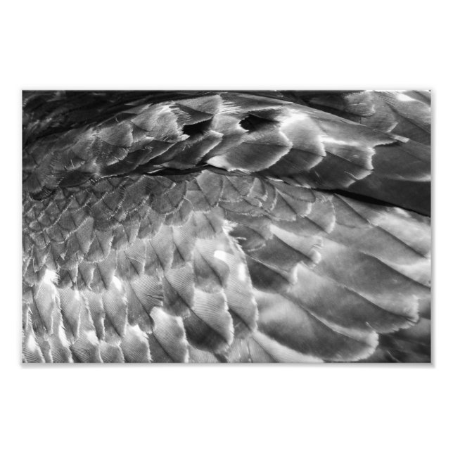 Take Flight Photo Print (Front)