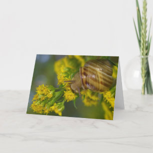 Take it easy (Snail on Yellow flowers macro) Card