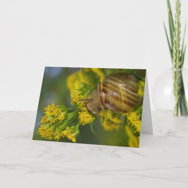 Take it easy (Snail on Yellow flowers macro) Card (Front)