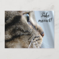 Take me out! Cat Kitten Valentine's Day