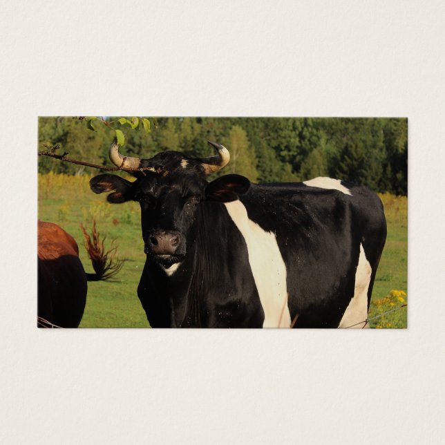 Take the Bull by the Horns (Front)