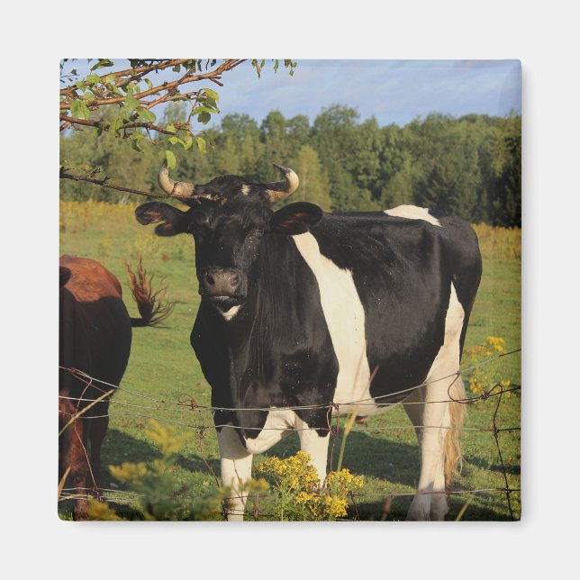 Take the Bull by the Horns Magnet (Front)