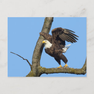 Take The Leap! Postcard