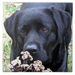 Take Time - Black Lab - Black Labrador Tile<br><div class="desc">Take Time to smell the Tumbleweeds ,  just like this Labrador !

Take Time - Original Artwork by Judy Burrows @ Black Dog Art</div>