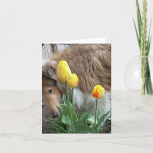Take time to smell the flowers, Collie note cards