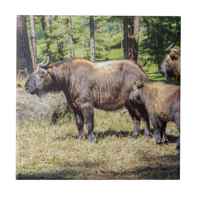 Takin, national animal of Bhutan Tile (Front)