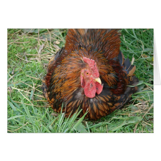 Taking a Break Rooster  (Front Horizontal)