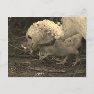 Taking a Closer Look - Postcard