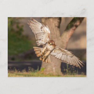 Taking Aim Red-tailed Hawk Postcard