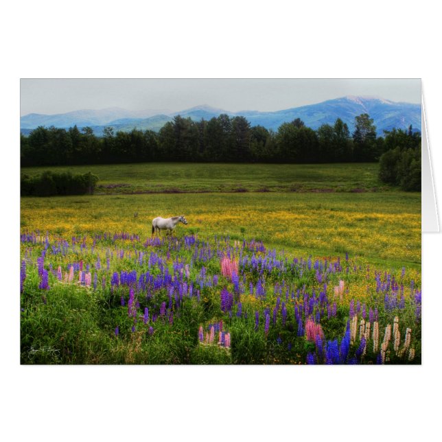 Taking in the View (Front Horizontal)