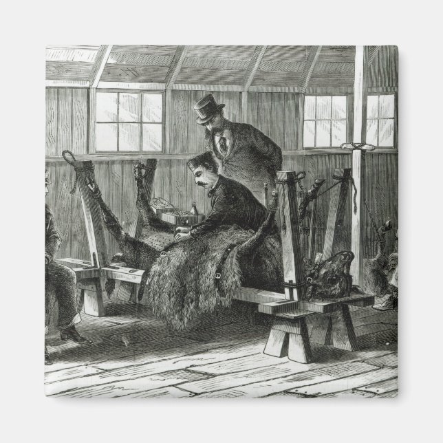 Taking virus from the calf magnet (Front)