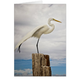 Talented Egret   Fort Myers Beach, Florida