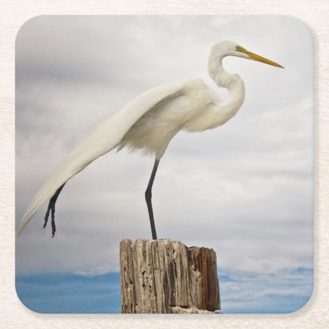 Talented Egret | Fort Myers Beach, Florida Square Paper Coaster (Front)