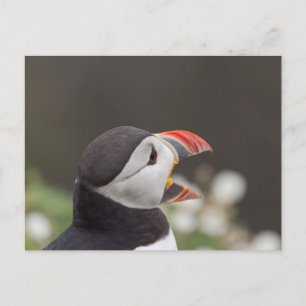 Talkative Puffin From Skomer Postcard