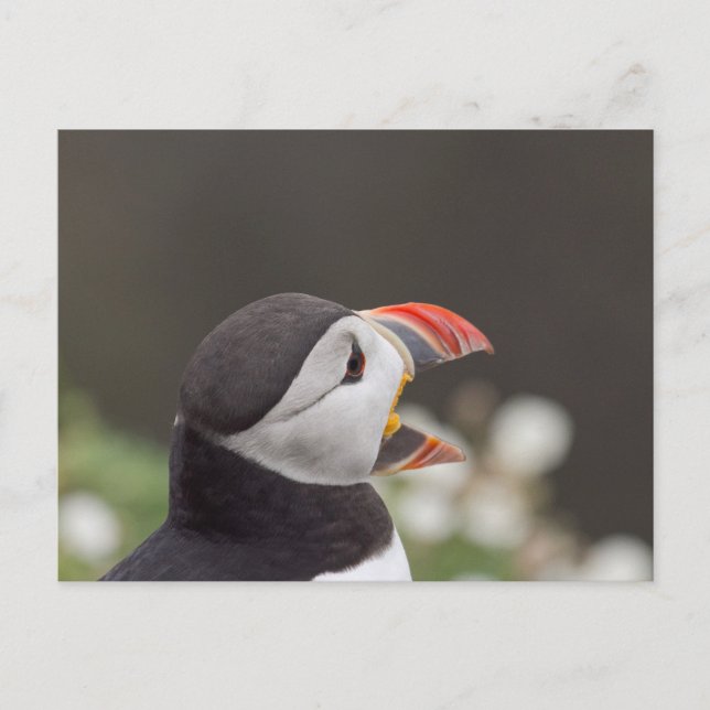 Talkative Puffin From Skomer Postcard (Front)