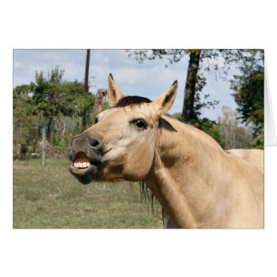 Talking horse