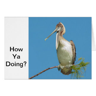 Talking Pelican