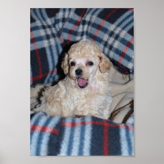 Talking Tan Toy Poodle Puppy Poster (Front)