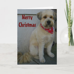 TALKING TERRIER, TERRIER-IFIC MERRY CHRISTMAS HOLIDAY CARD