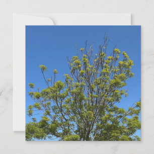 Tall Ash Tree In The Beautiful Blue Sky Photo Card