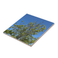 Tall Ash Tree In The Beautiful Blue Sky Photo