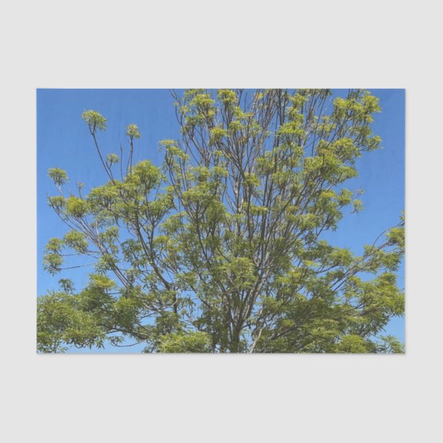 Tall Ash Tree In The Beautiful Blue Sky Photo Tissue Paper (Front)