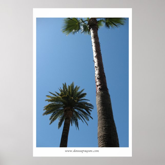 Tall California Palm Trees Poster Print (Front)